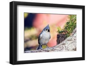 Tufted Titmouse-Gary Carter-Framed Premium Photographic Print