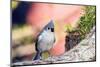 Tufted Titmouse-Gary Carter-Mounted Premium Photographic Print