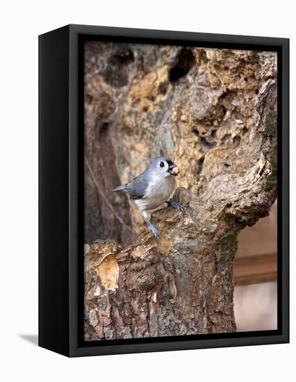 Tufted-Titmouse-Gary Carter-Framed Stretched Canvas