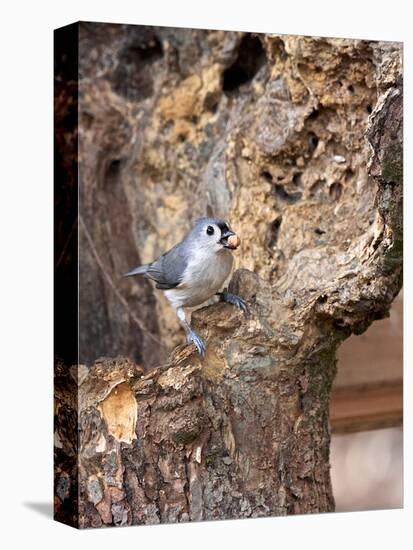 Tufted-Titmouse-Gary Carter-Stretched Canvas