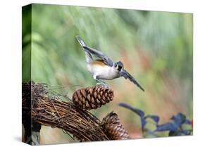 Tufted-Titmouse-Gary Carter-Stretched Canvas