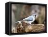 Tufted-Titmouse-Gary Carter-Framed Stretched Canvas