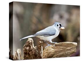 Tufted-Titmouse-Gary Carter-Stretched Canvas