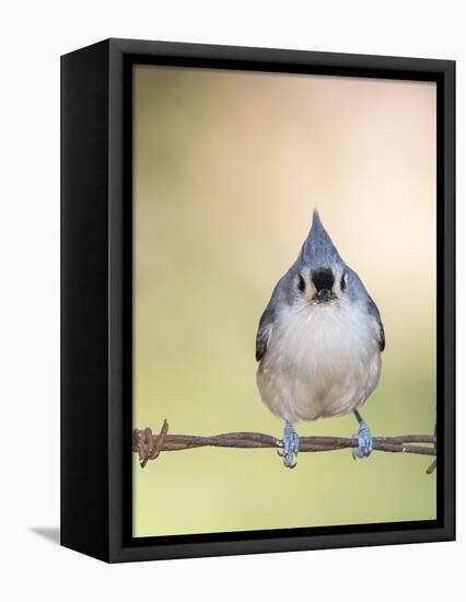 Tufted Titmouse-Gary Carter-Framed Stretched Canvas