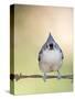 Tufted Titmouse-Gary Carter-Stretched Canvas