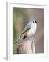 Tufted-Titmouse-Gary Carter-Framed Photographic Print