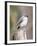 Tufted-Titmouse-Gary Carter-Framed Photographic Print