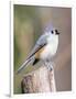 Tufted-Titmouse-Gary Carter-Framed Photographic Print