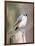 Tufted-Titmouse-Gary Carter-Framed Photographic Print