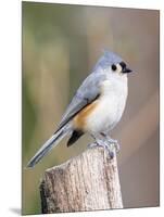 Tufted-Titmouse-Gary Carter-Mounted Photographic Print