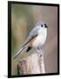 Tufted-Titmouse-Gary Carter-Framed Photographic Print