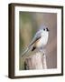 Tufted-Titmouse-Gary Carter-Framed Photographic Print