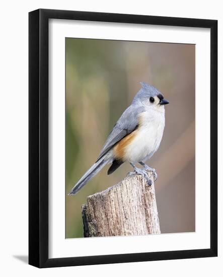 Tufted-Titmouse-Gary Carter-Framed Photographic Print