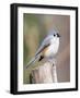 Tufted-Titmouse-Gary Carter-Framed Photographic Print