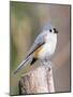 Tufted-Titmouse-Gary Carter-Mounted Photographic Print