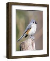 Tufted-Titmouse-Gary Carter-Framed Photographic Print