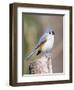 Tufted-Titmouse-Gary Carter-Framed Photographic Print