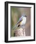 Tufted-Titmouse-Gary Carter-Framed Photographic Print