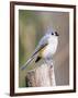 Tufted-Titmouse-Gary Carter-Framed Photographic Print