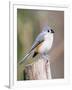 Tufted-Titmouse-Gary Carter-Framed Photographic Print