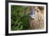 Tufted-Titmouse-Gary Carter-Framed Photographic Print