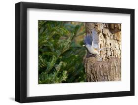 Tufted-Titmouse-Gary Carter-Framed Photographic Print