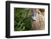 Tufted-Titmouse-Gary Carter-Framed Photographic Print