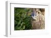 Tufted-Titmouse-Gary Carter-Framed Photographic Print