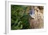 Tufted-Titmouse-Gary Carter-Framed Photographic Print