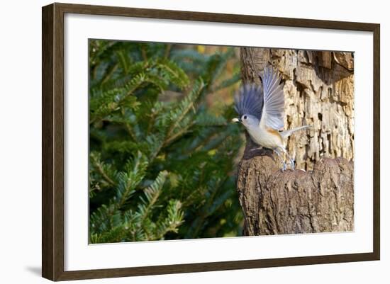 Tufted-Titmouse-Gary Carter-Framed Photographic Print