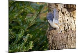 Tufted-Titmouse-Gary Carter-Mounted Photographic Print