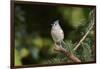 Tufted Titmouse-Gary Carter-Framed Photographic Print