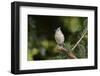 Tufted Titmouse-Gary Carter-Framed Photographic Print