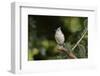 Tufted Titmouse-Gary Carter-Framed Photographic Print