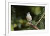 Tufted Titmouse-Gary Carter-Framed Photographic Print