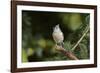 Tufted Titmouse-Gary Carter-Framed Photographic Print