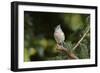 Tufted Titmouse-Gary Carter-Framed Photographic Print