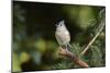 Tufted Titmouse-Gary Carter-Mounted Photographic Print