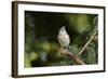 Tufted Titmouse-Gary Carter-Framed Photographic Print