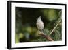 Tufted Titmouse-Gary Carter-Framed Photographic Print