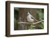 Tufted Titmouse-Gary Carter-Framed Photographic Print