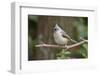 Tufted Titmouse-Gary Carter-Framed Photographic Print