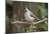 Tufted Titmouse-Gary Carter-Mounted Photographic Print