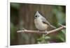 Tufted Titmouse-Gary Carter-Framed Photographic Print