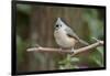 Tufted Titmouse-Gary Carter-Framed Photographic Print