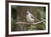 Tufted Titmouse-Gary Carter-Framed Photographic Print