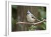 Tufted Titmouse-Gary Carter-Framed Photographic Print