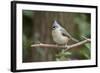 Tufted Titmouse-Gary Carter-Framed Photographic Print