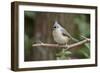 Tufted Titmouse-Gary Carter-Framed Photographic Print