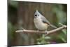 Tufted Titmouse-Gary Carter-Mounted Photographic Print